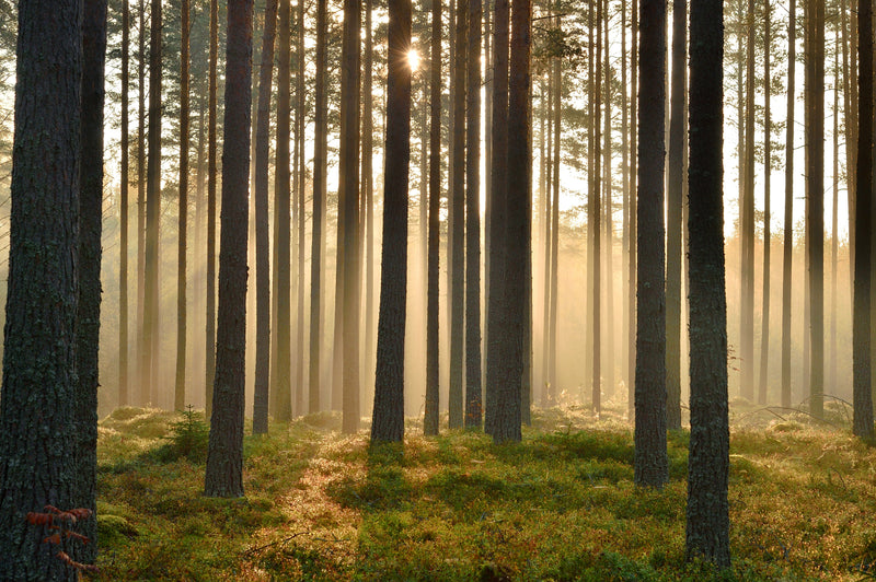 Forest in Finland