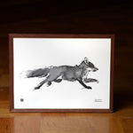 Teemu Järvi ADVENTUROUS FOX black and white print (16" x 12") framed