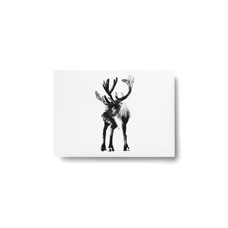 Teemu Järvi ARCTIC GREETINGS Set of 6 Animal Post Cards (4 x 6) Reindeer